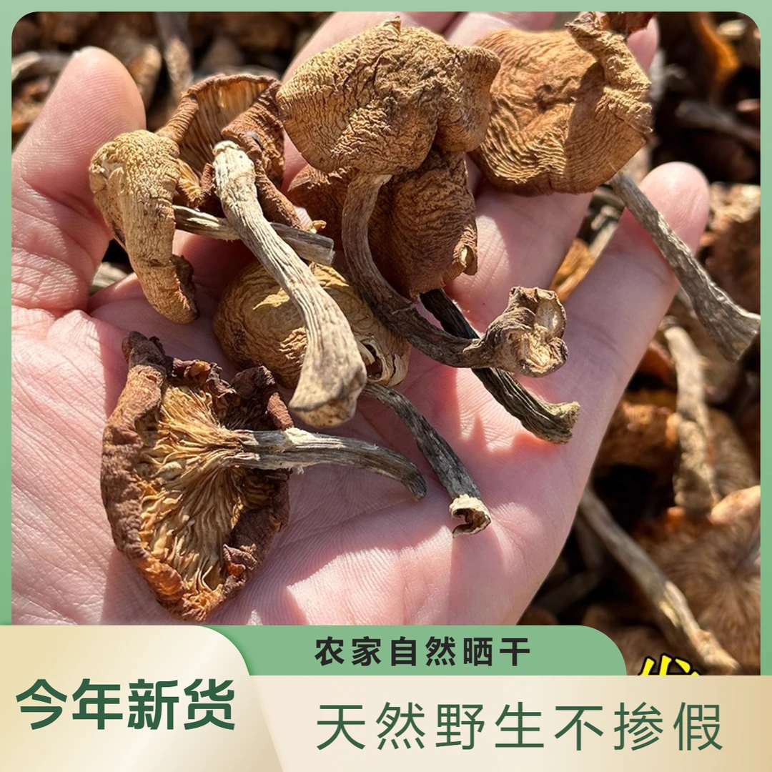 【华子亲选】野生榛蘑干货新鲜蘑菇钉自然晒干零添加无杂无根无砂子