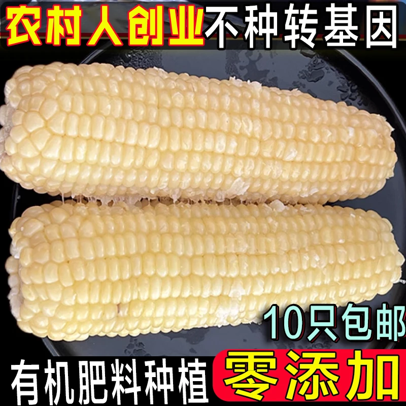 新鲜速冻白糯玉米东北白粘苞米家自种老品种非转基因黄甜糯玉米棒