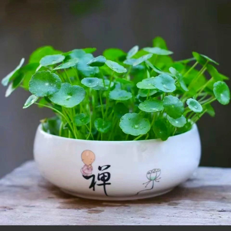 【3.99元2包铜钱草种子】水培办公室盆栽花卉绿植金钱草绿新手简单
