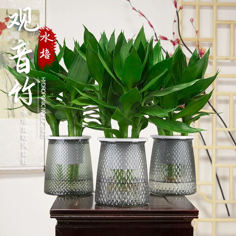【拍一发二】水培观音竹富贵竹室内绿植办公室客厅卧室四季好养