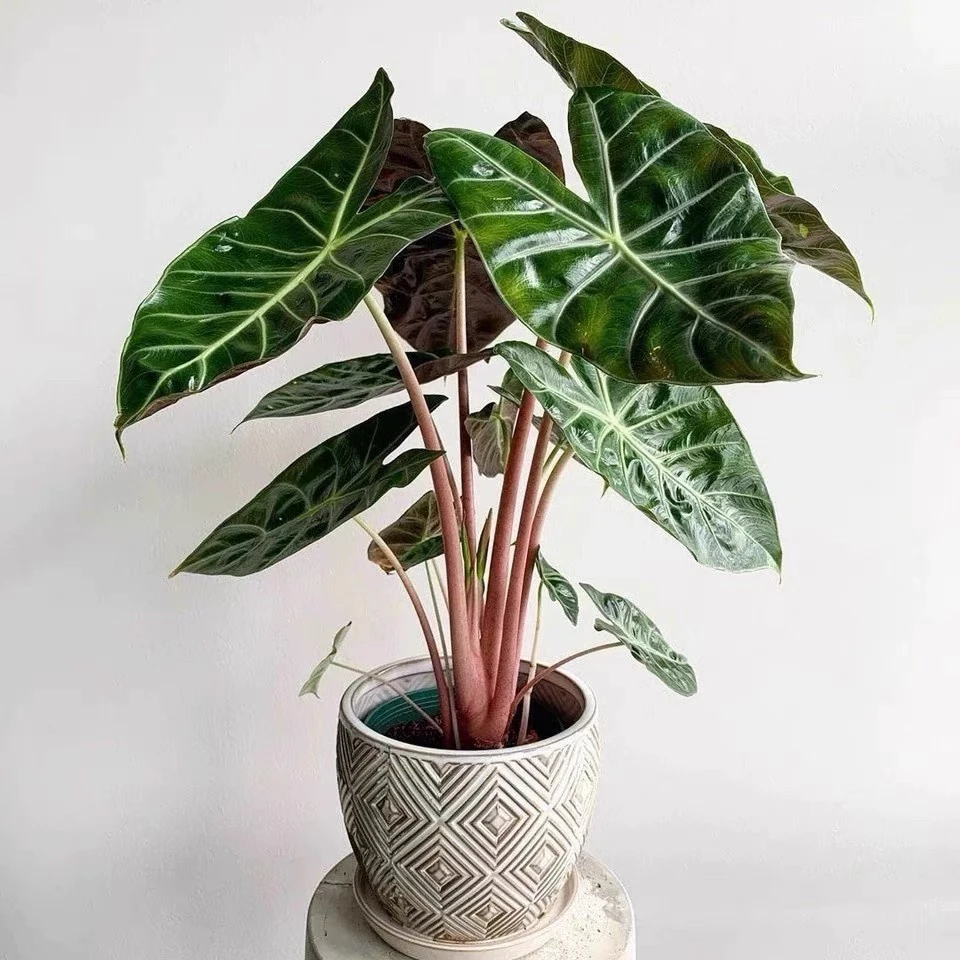 超大粉龙内罗毕粉龙海芋Alocasia Pink Dr网红ins进口观叶植物