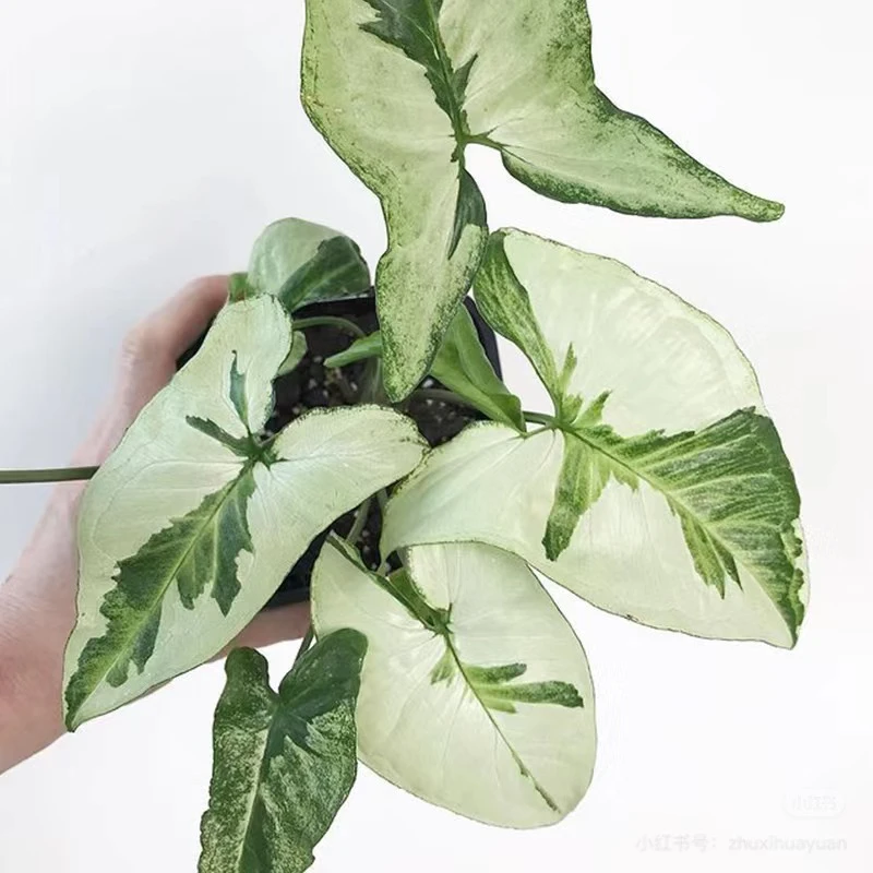 三王合果芋多年生彩叶观叶植物耐阴阳台室内桌面盆栽绿植净化空气