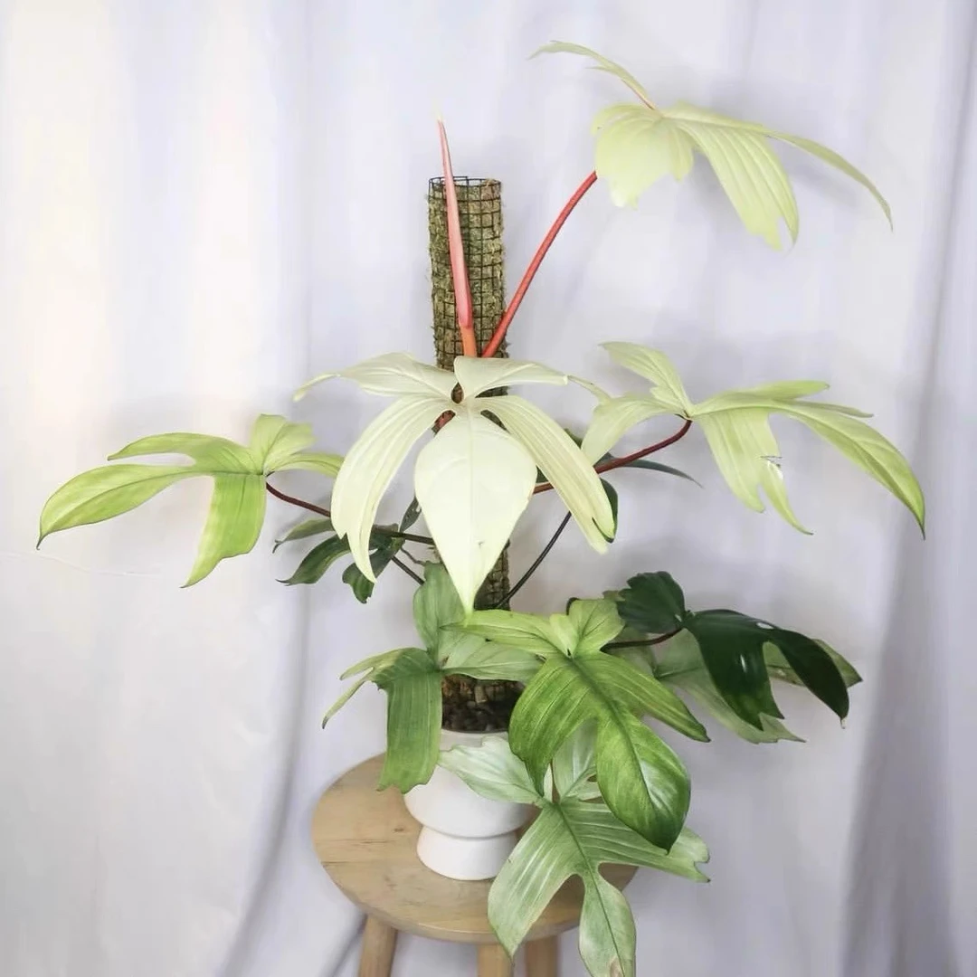 幽灵飞机蔓绿绒佛罗里达美人锦室内耐阴观叶植物