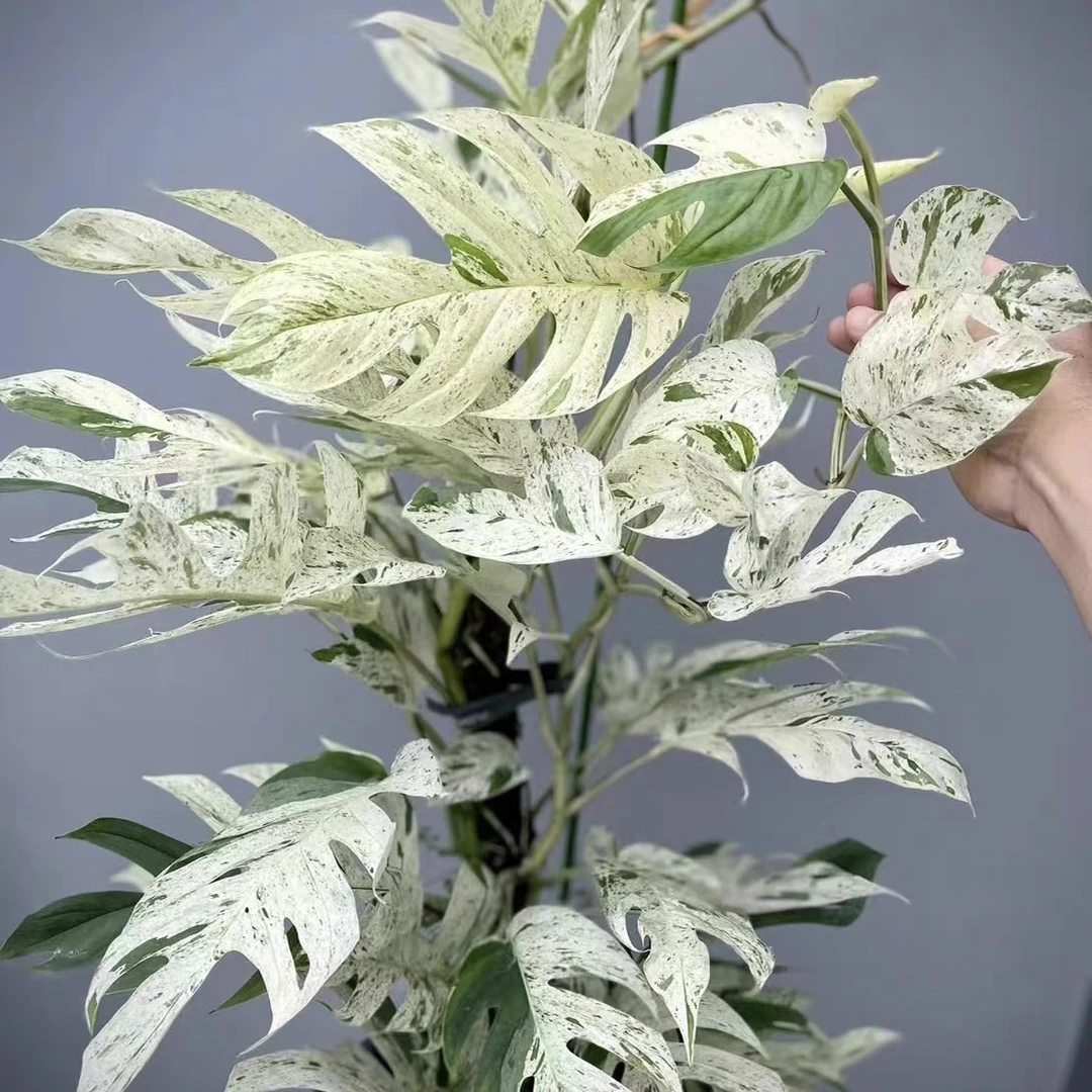 薄荷麒麟尾白锦麒麟尾攀爬垂吊桌面阳台室内网红绿植物盆栽耐阴