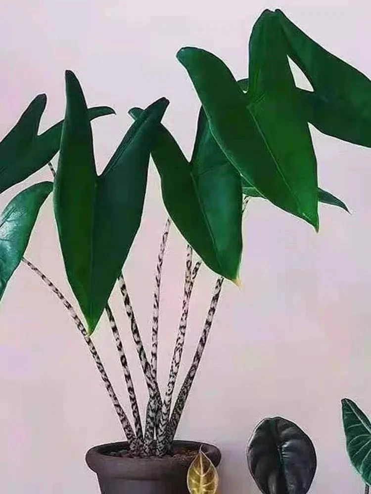 斑马海芋新奇进口绿植物室内庭院热带观叶盆栽