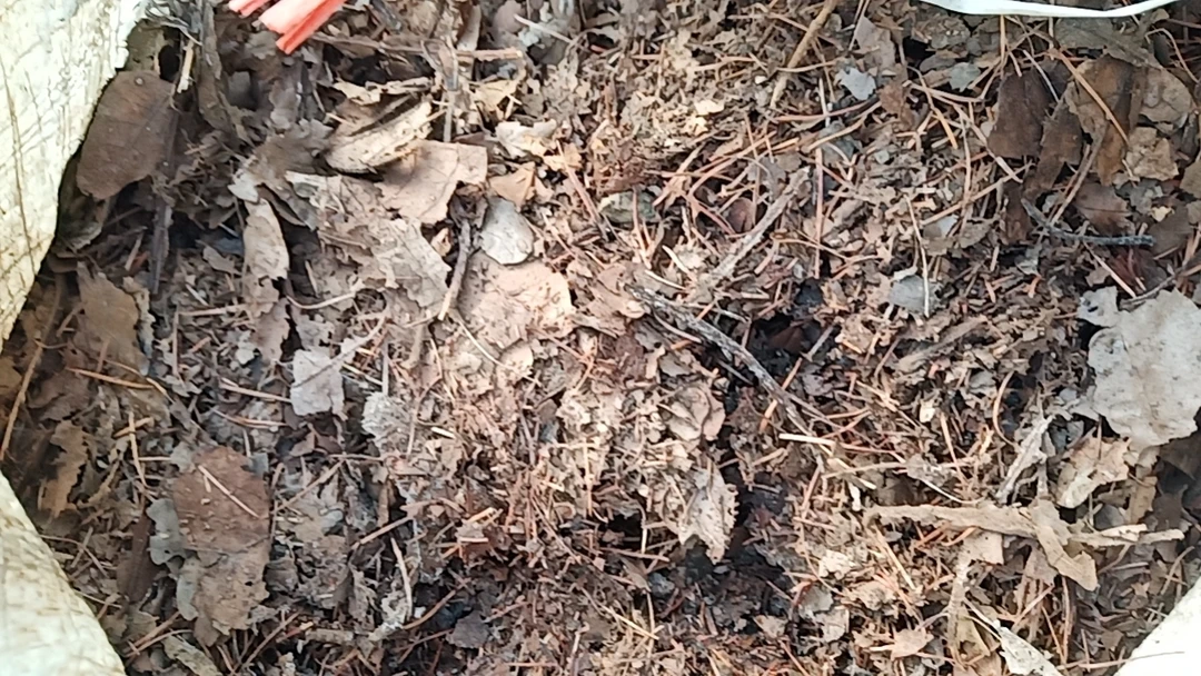 潮的，带水的君子兰花土5斤，里面是橡树叶阔树叶和松针，看好在拍，