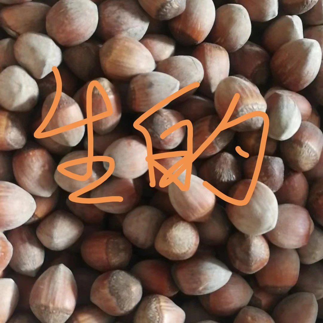 生的玉坠纸皮榛子（干）3斤5斤