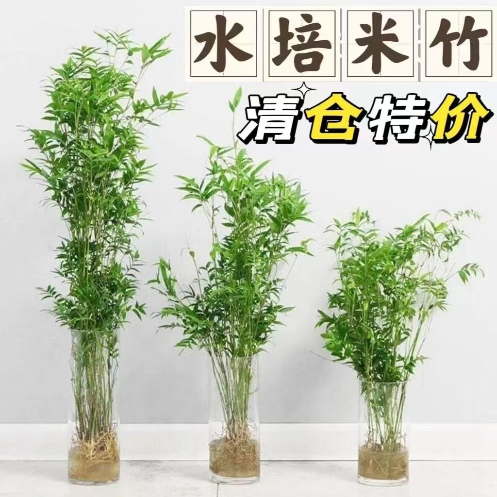 水培米竹室内水培植物水养观音竹富贵竹南天竹客厅懒人高档绿植