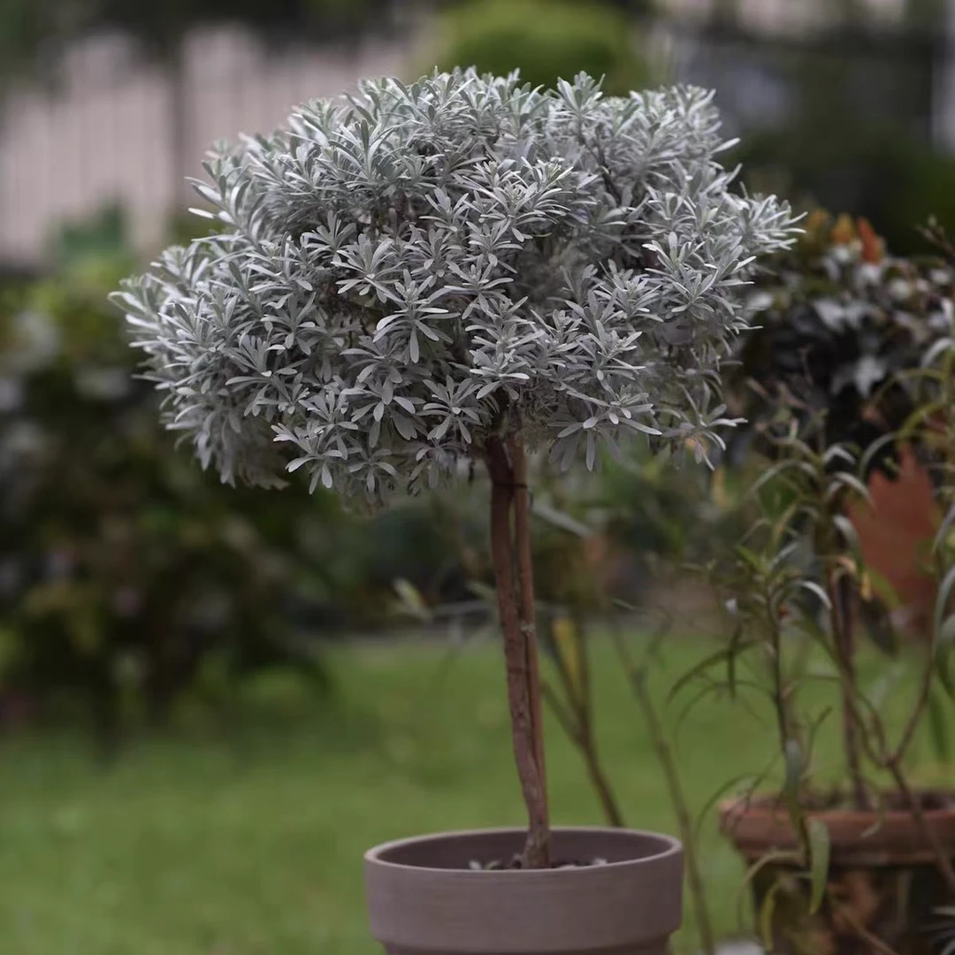 漫野园艺 芙蓉菊棒棒糖多年生耐热好养喜阳银叶植物