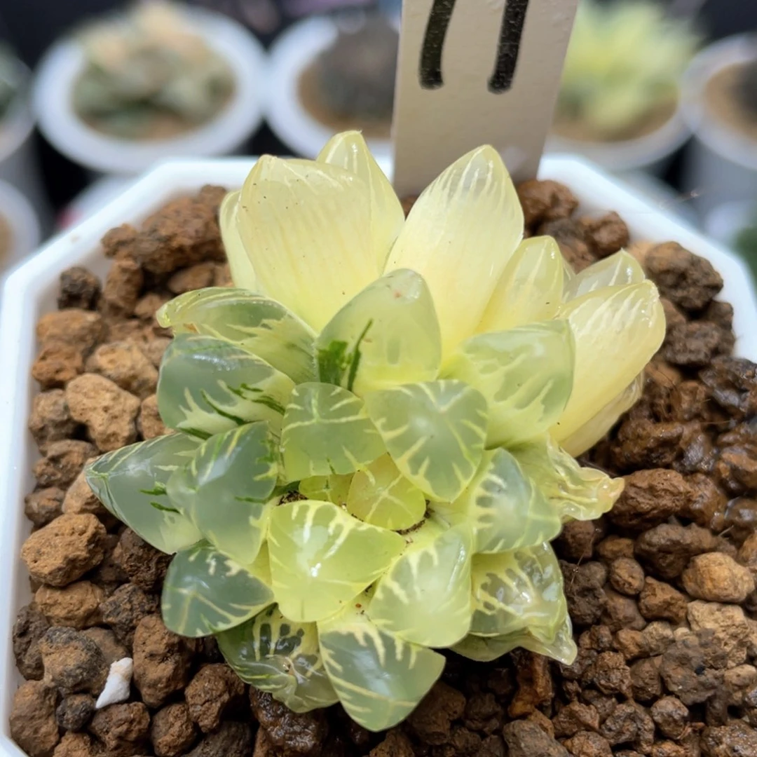 11糊斑老川玉露锦十二卷