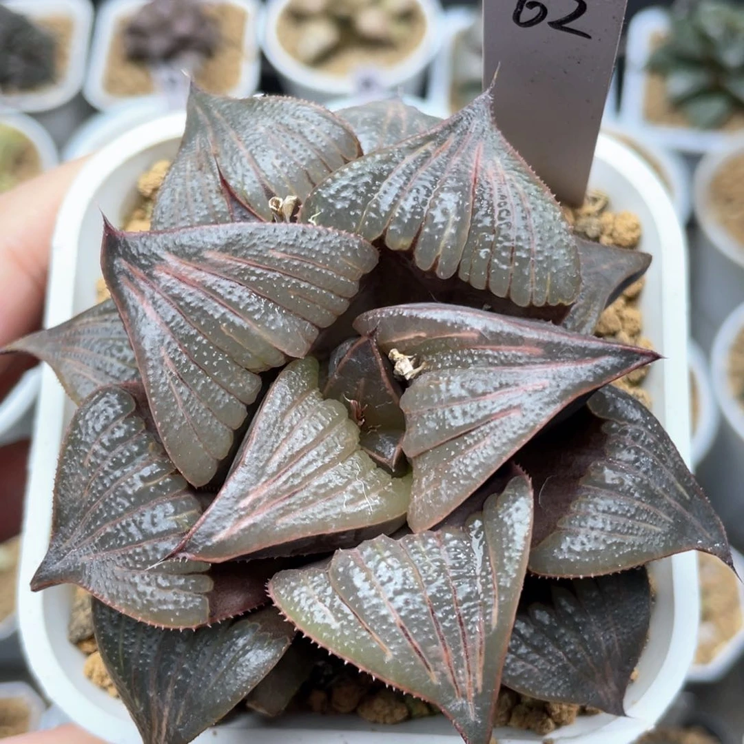 108翠炎芭提雅十二卷