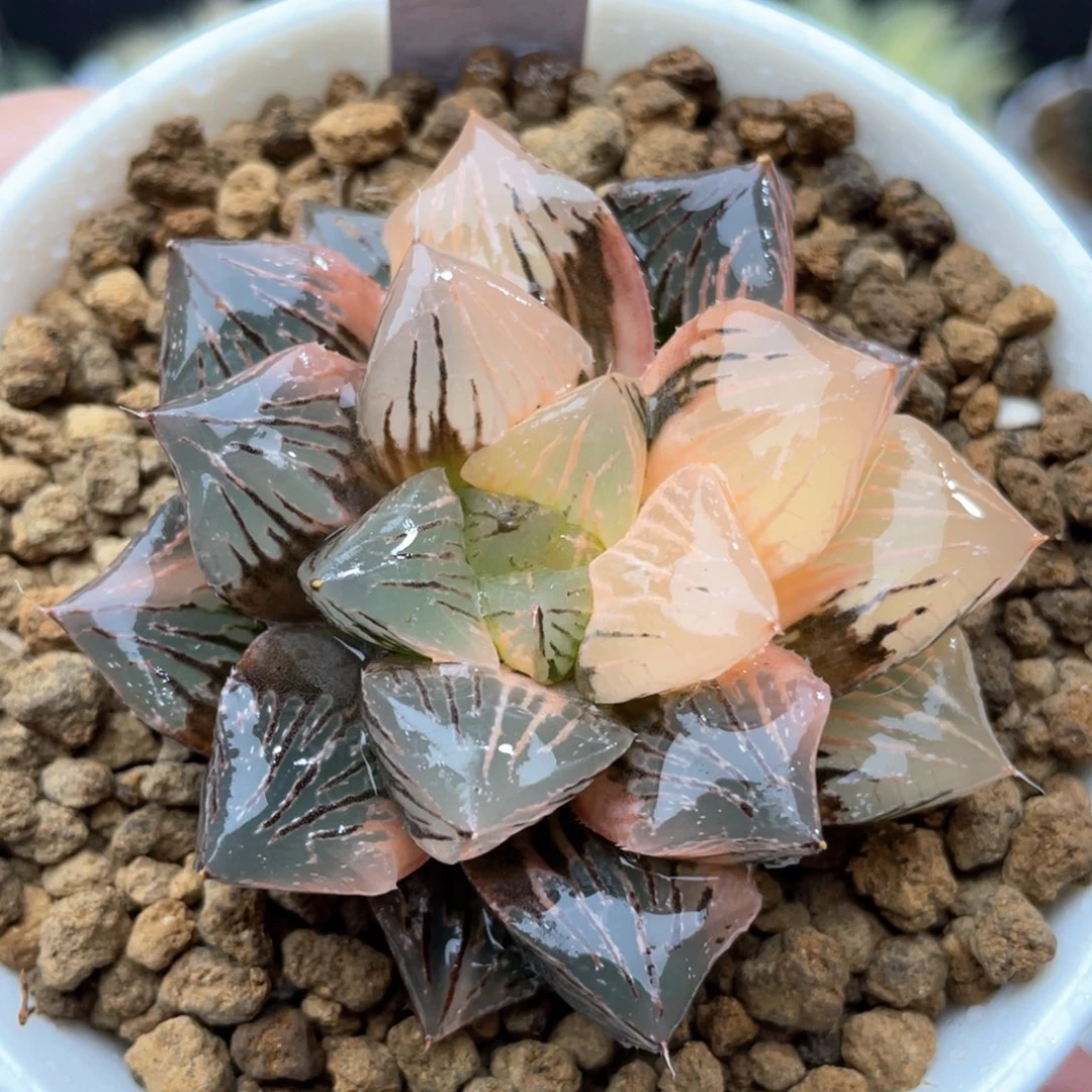 95玉潭寿锦十二卷