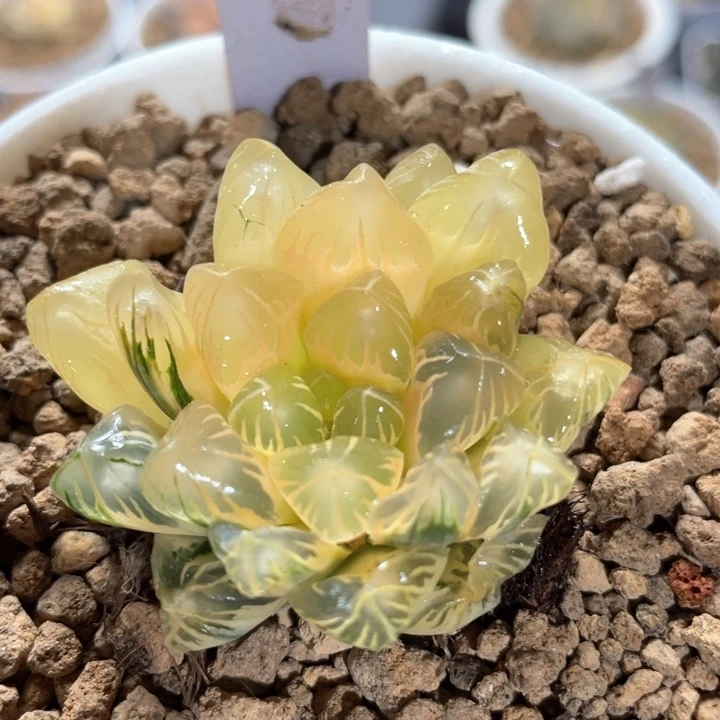 139灯芯老川锦。