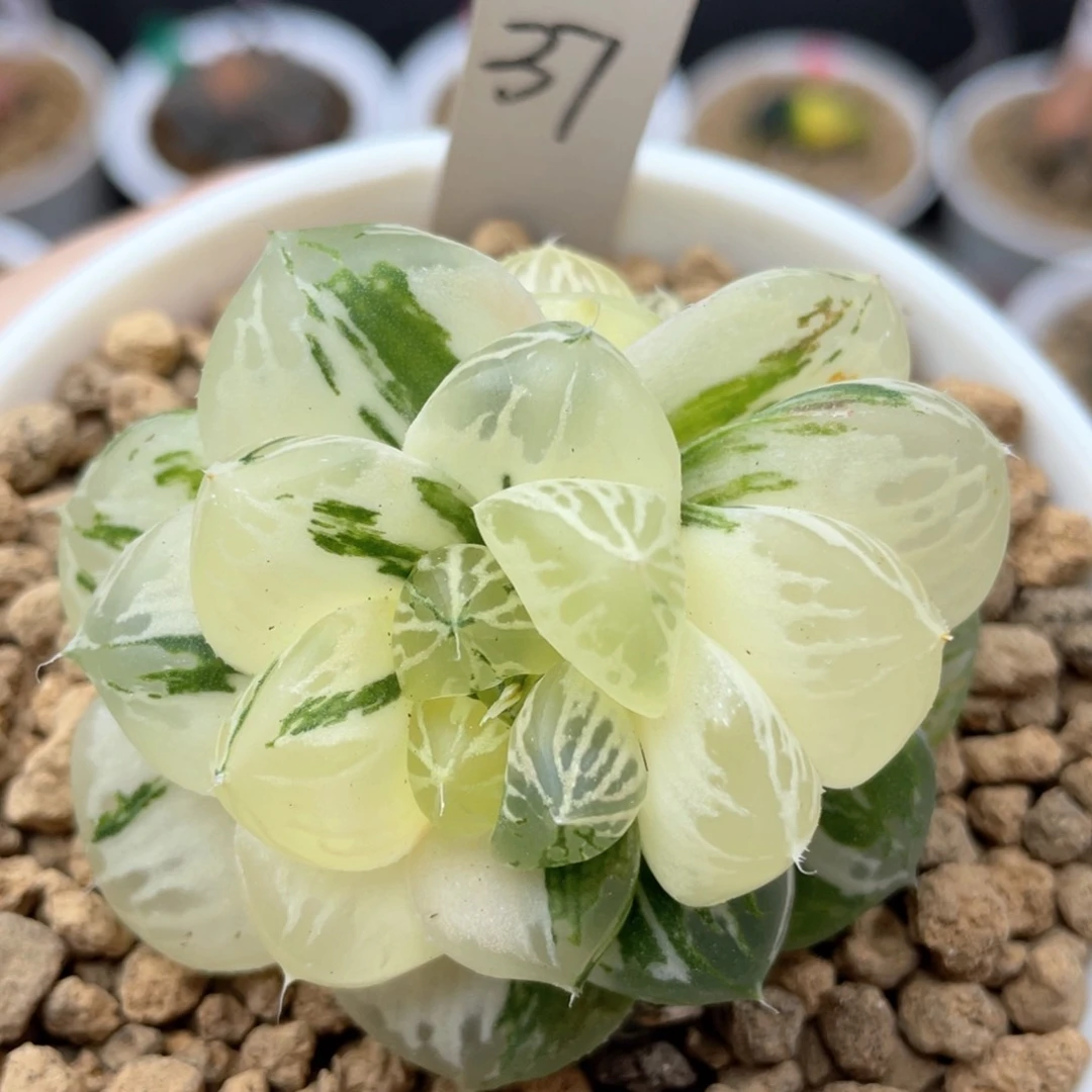 37玛琳玉露锦十二卷