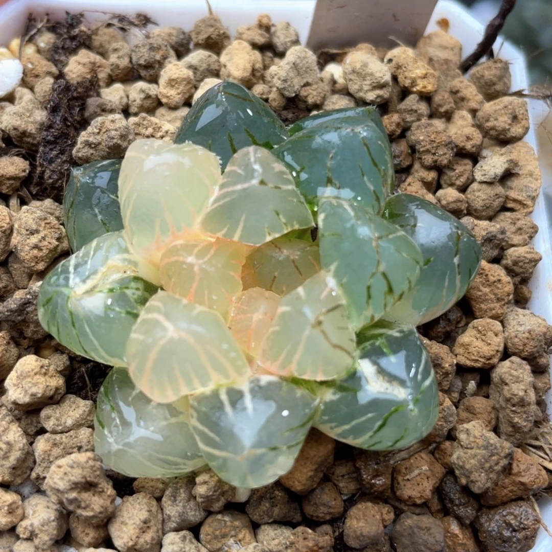 OM玉露锦多肉十二卷