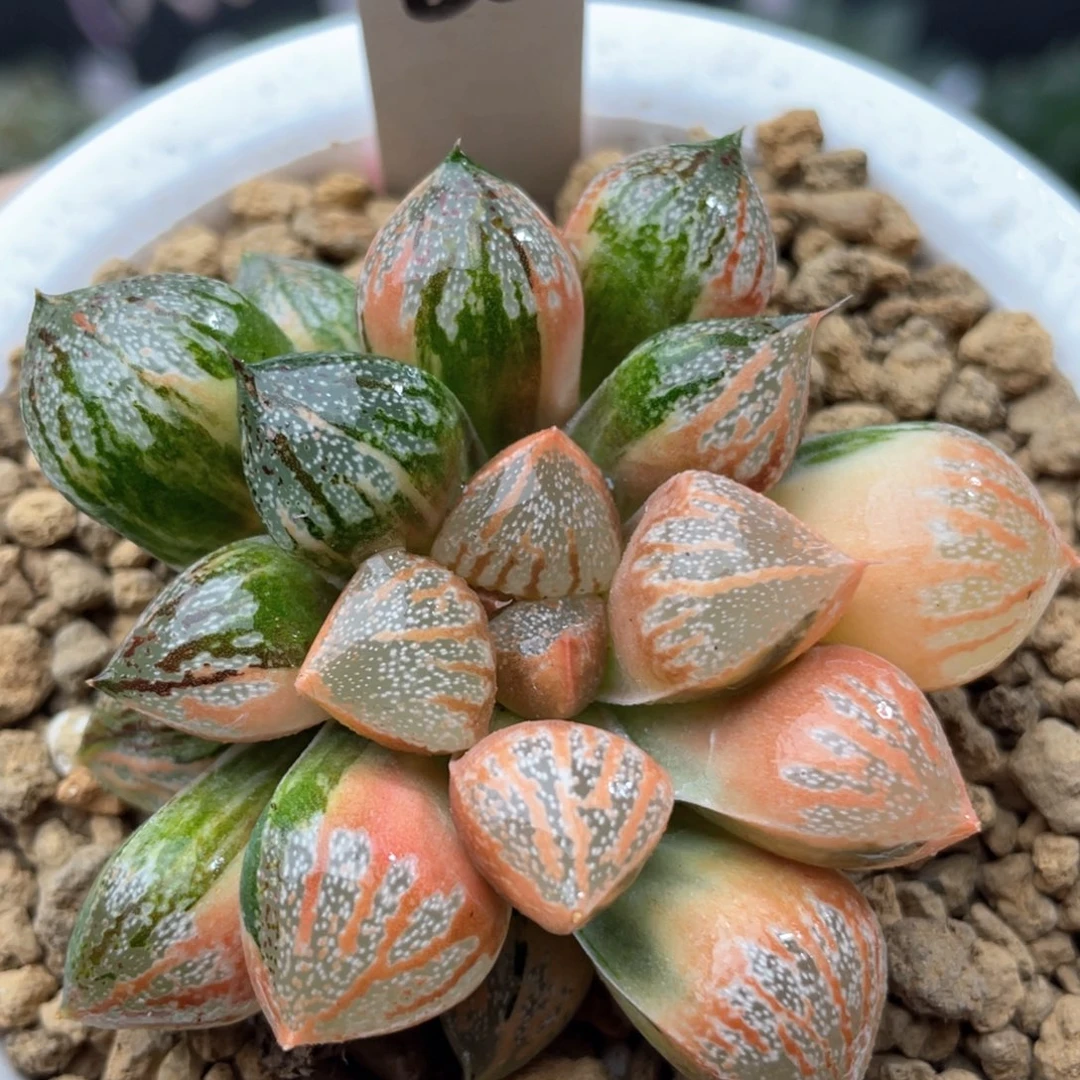 85糊斑银叶之前锦十二卷
