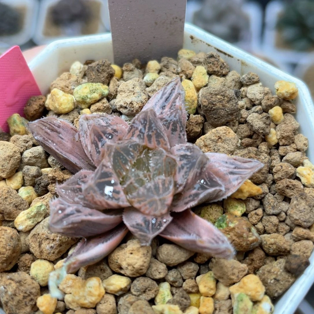 95糊斑冰沙糖锦十二卷