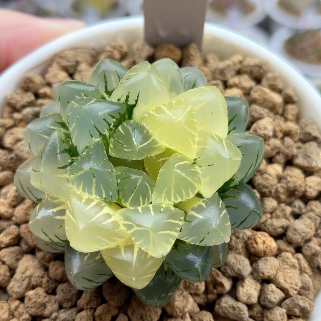 27荻原玉露锦十二卷