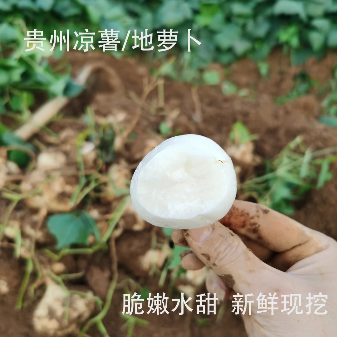 新鲜凉薯现挖土沙葛贵州地萝卜农家特产白地瓜蔬菜水果现挖现发
