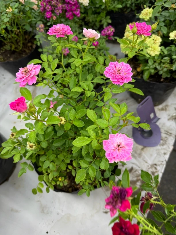 水之阳【马里奥塔】包邮原盆原土淡香庭院阳台楼顶微型月季中苗