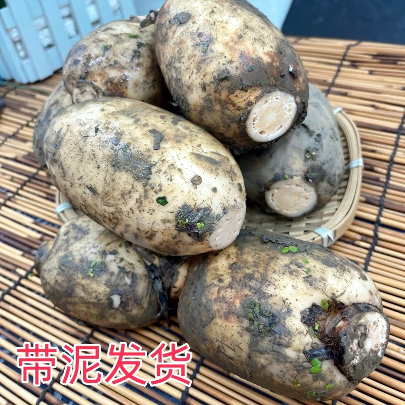 湖北洪湖现挖现发粉藕新鲜煲汤藕青泥巴藕面藕炖汤粉糯莲藕脆藕