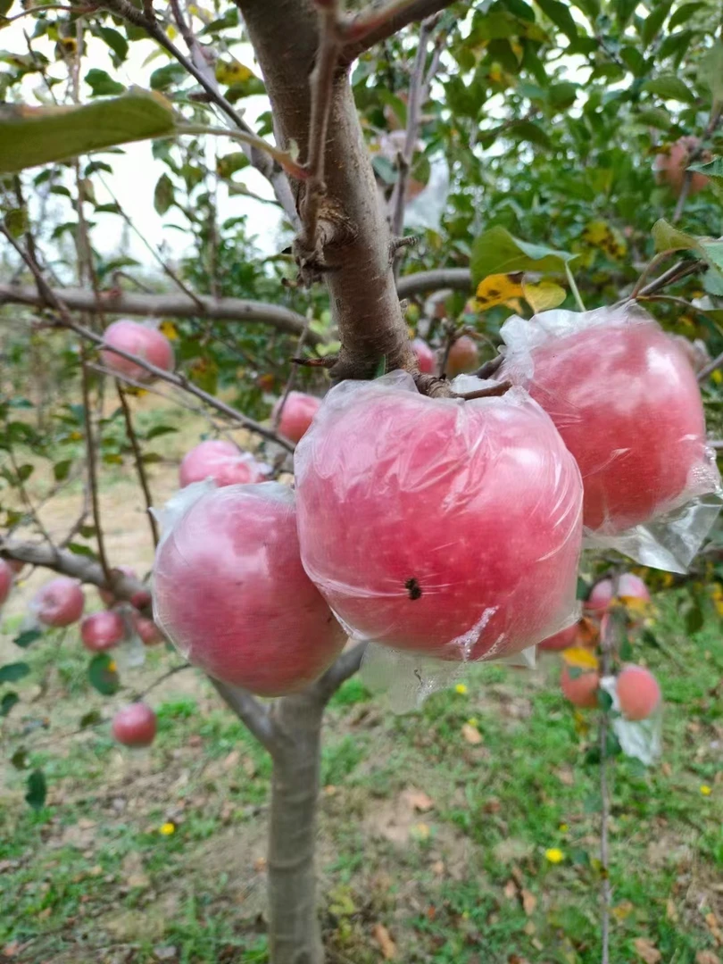 香甜脆红富士苹果一箱净重8斤大果16个左右）