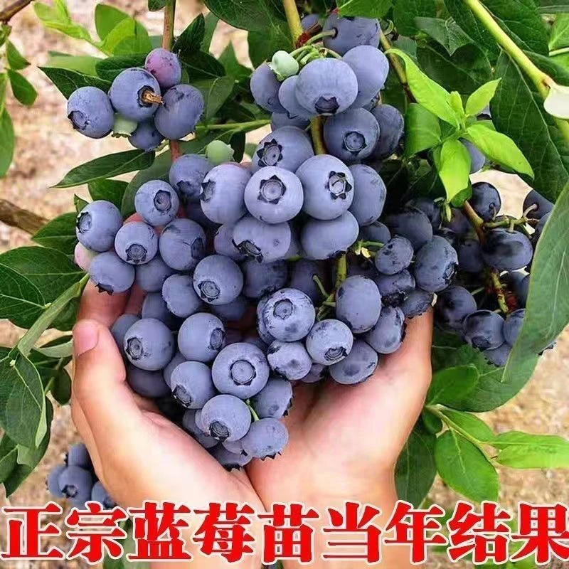 蓝莓树果苗带果蓝莓苗盆栽果树苗当年结果南北方种植