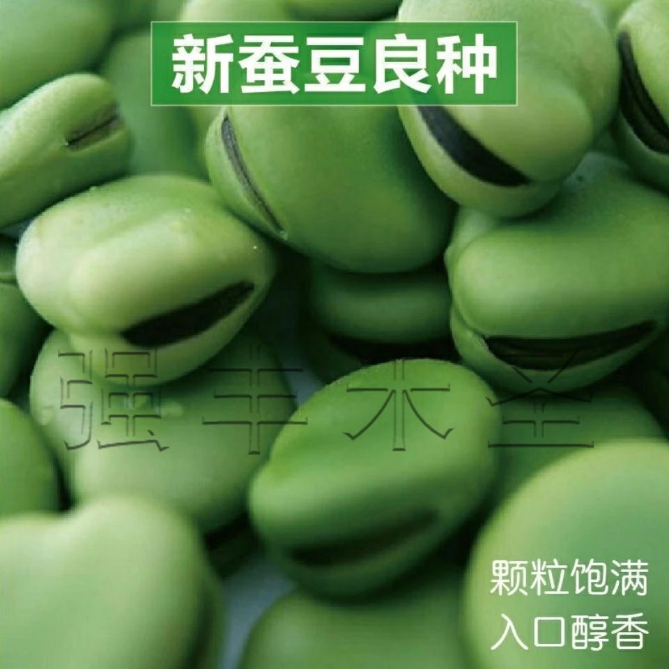 蚕豆种子北斗七星特大好吃罗汉豆种籽春秋冬季播种早熟耐寒胡豆籽