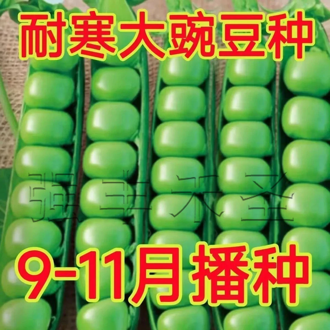 菜豌豆大荚青豆甜豌豆尖甜豌豆种子水果型脆可生吃四季播源头种子