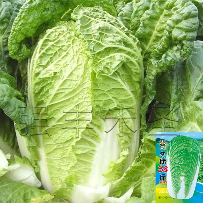 冬储三八斤秋冬种子叶多多大白菜种子火锅菜特大白菜山东蔬菜