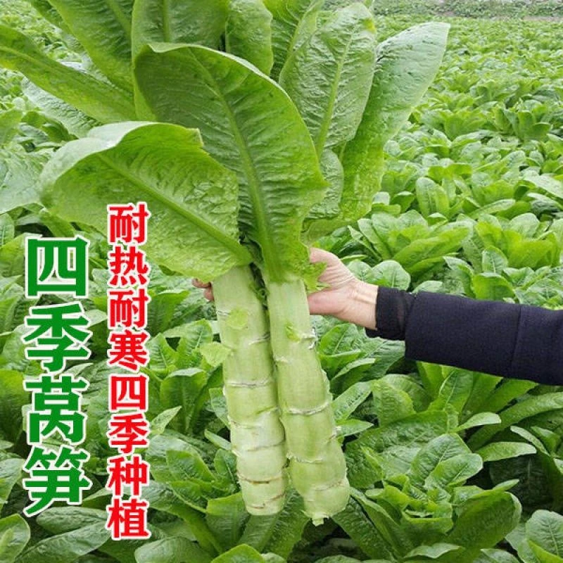 莴苣种子莴笋种籽四季阳台种孑农家盆栽蔬菜籽四季白尖叶莴笋种子