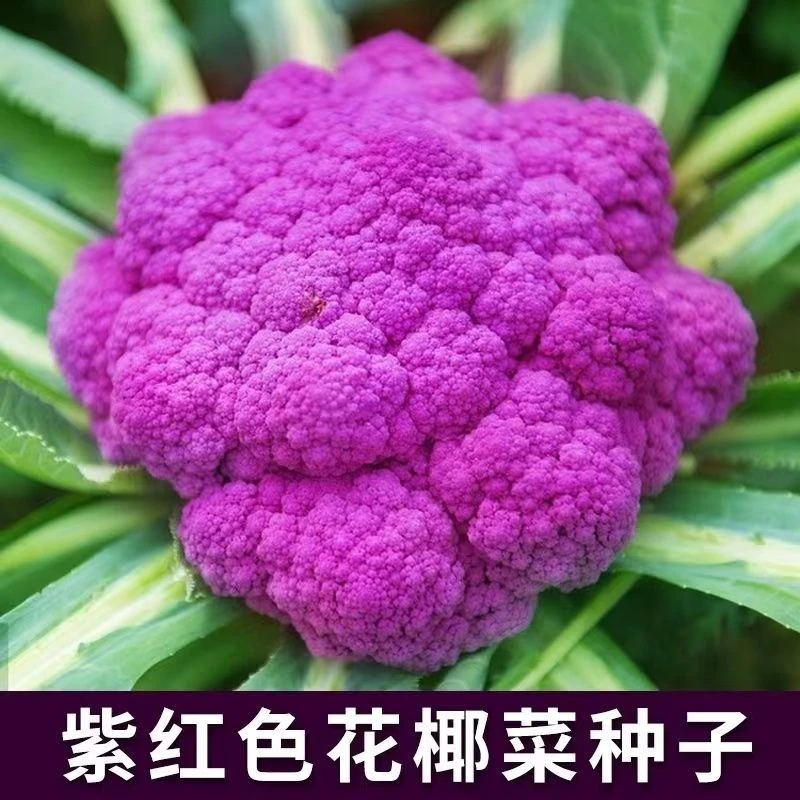 好吃紫色西兰花种子花椰菜种子大田阳台庭院花菜种子蔬菜种子