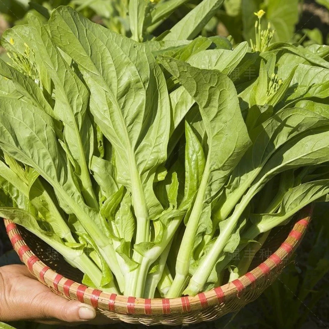 【白菜苔种子】种籽菜种苔菜四季菜心菜苔蔬菜子菜芯莱菜籽心籽种