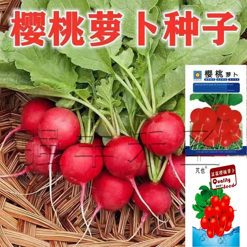 樱桃萝卜种子迷你萝卜菜籽四季阳台盆栽易种熟蔬菜水果新鲜种子zY