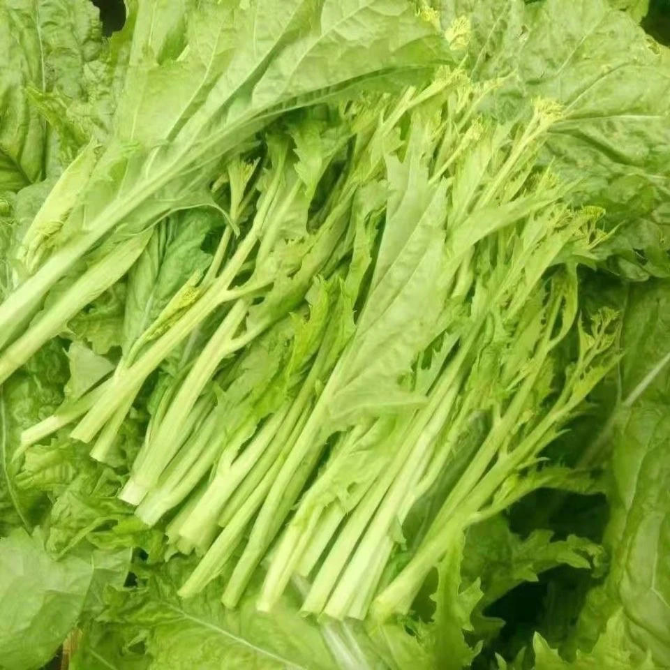 贵州农家现摘新鲜冲菜芯蔬菜辣鼻子菜芥菜苔芥菜心棒菜苔凉拌菜