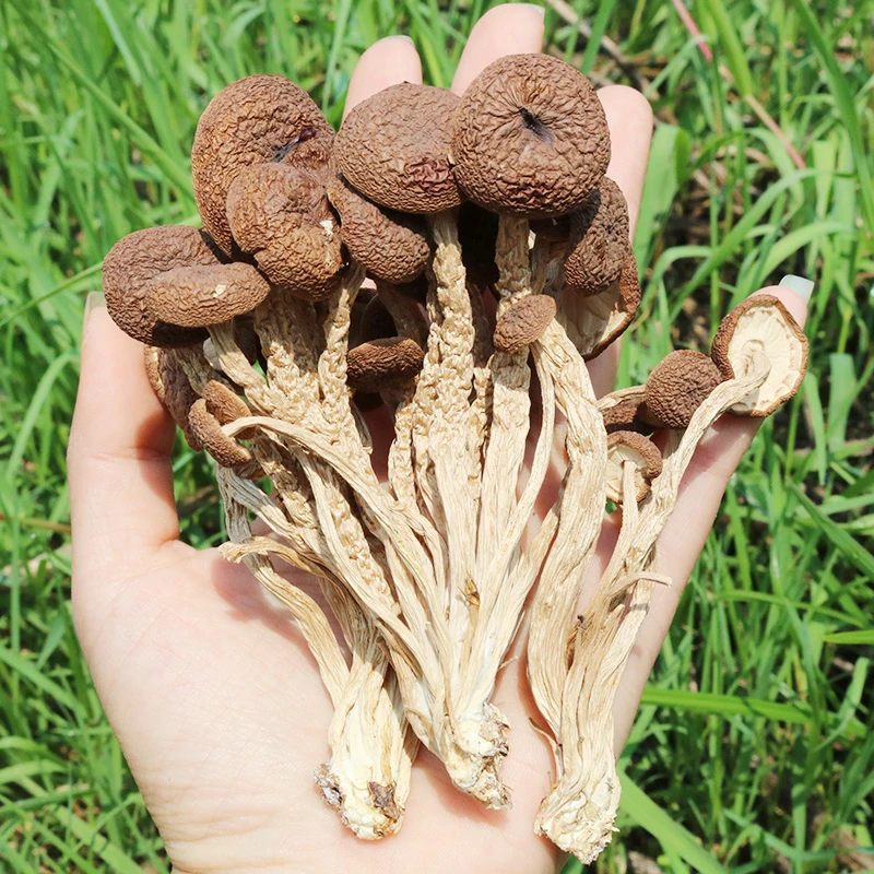江西广昌茶树菇农家特产干货不开伞茶树菇无硫新货原生态爽口