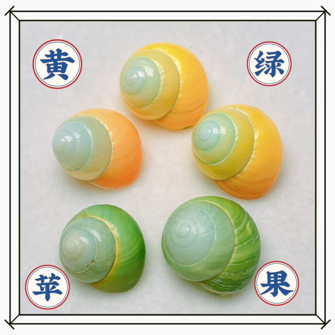 黄绿苹果树蜗牛壳天然海螺贝壳寄居蟹替换壳鱼缸造景