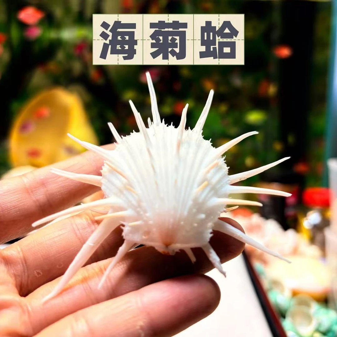 天然海菊蛤小白海菊蛤海螺贝壳海洋标本8CM迷你海菊稀少珍