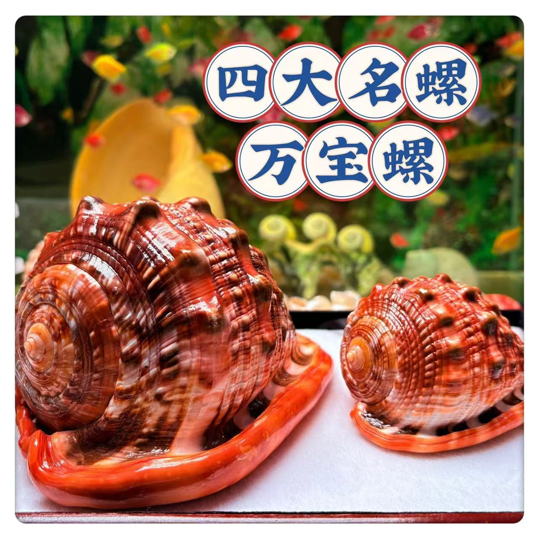 四大名螺万宝螺天然真海螺大贝壳鱼缸装饰家居摆件招财送礼物收藏