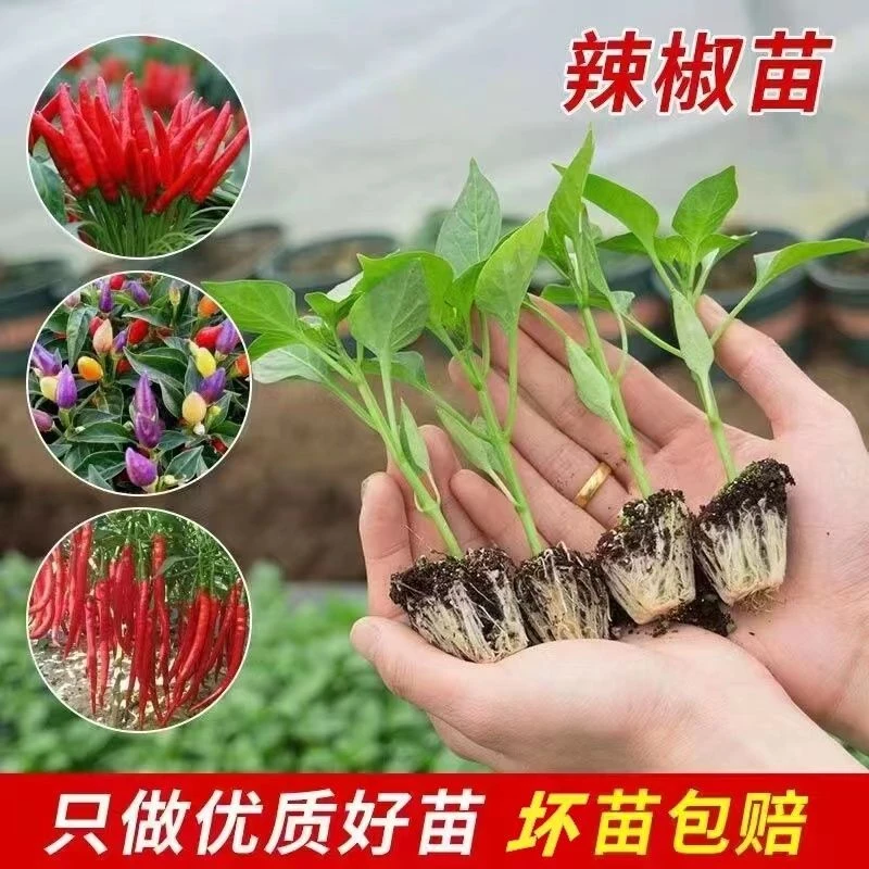 带土辣椒苗高产蔬菜苗辣椒秧苗朝天椒根系好盆栽地栽蔬菜种子大全