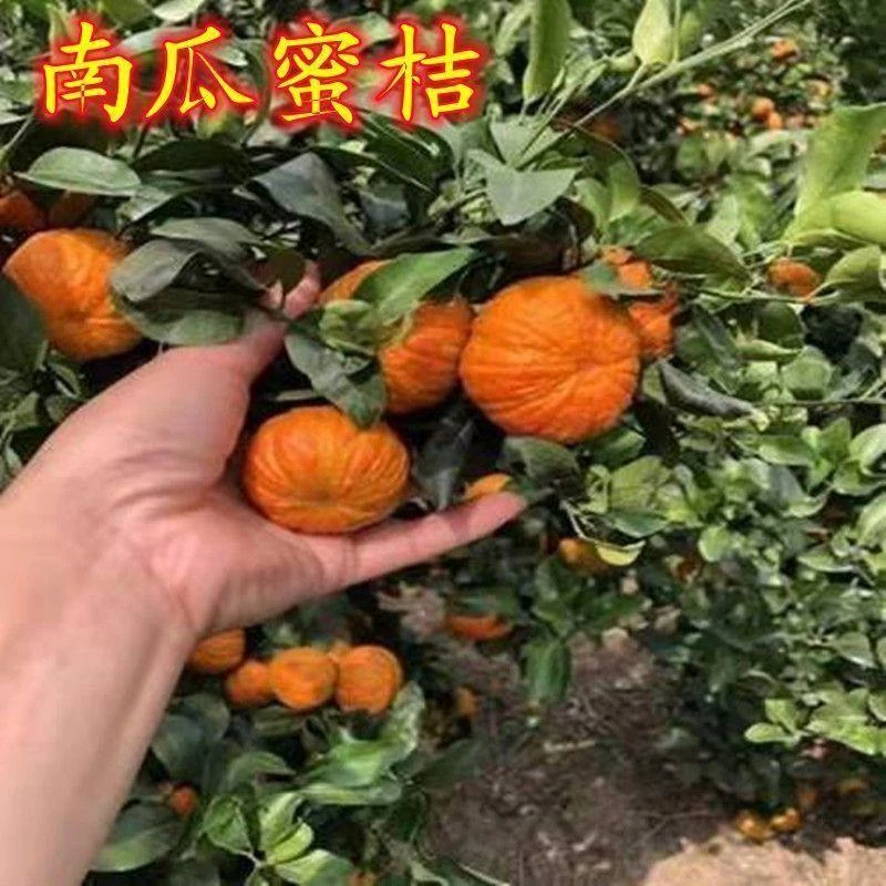 南瓜橘子树苗正宗嫁接桔子苗无核柑桔苗南北方种植盆栽地栽沃柑苗