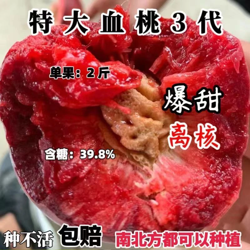 血桃三代耐寒新品当年结果特大地栽桃树苗抗寒种植盆栽嫁接南北方