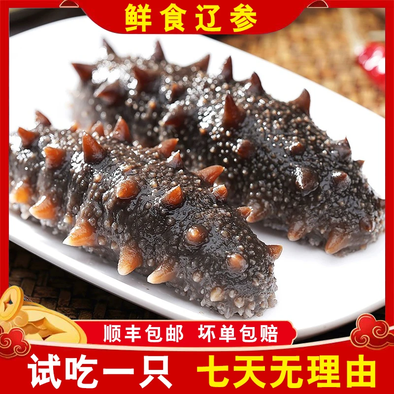 【夏日滋补】鲜食底播辽参 原产地自然生长 无添加 更多鱼