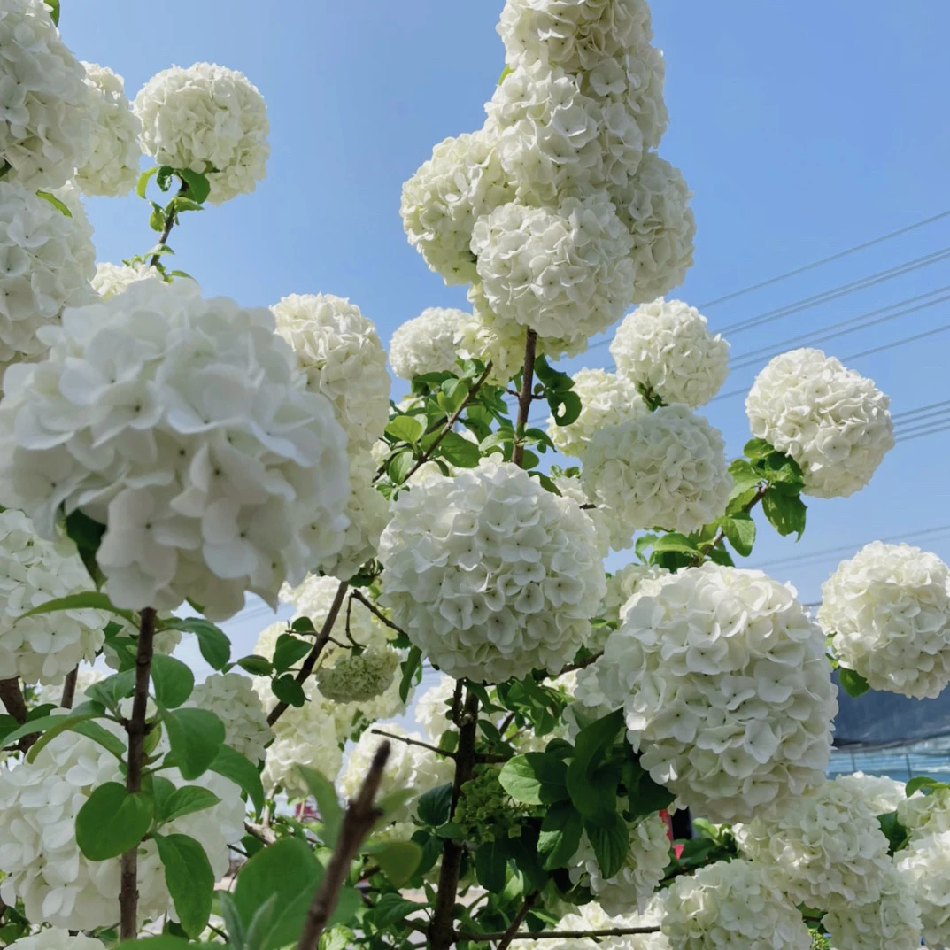 中华木绣球大花斗球小苗 阳台庭院花卉 原盆原土