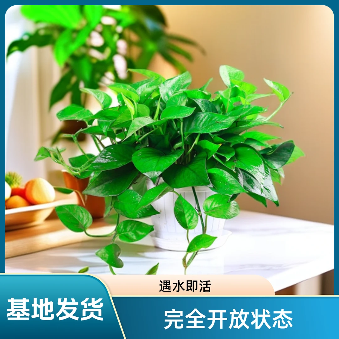 绿萝室内盆栽植物吸某醛绿色绿萝桌面摆放绿萝基地发货