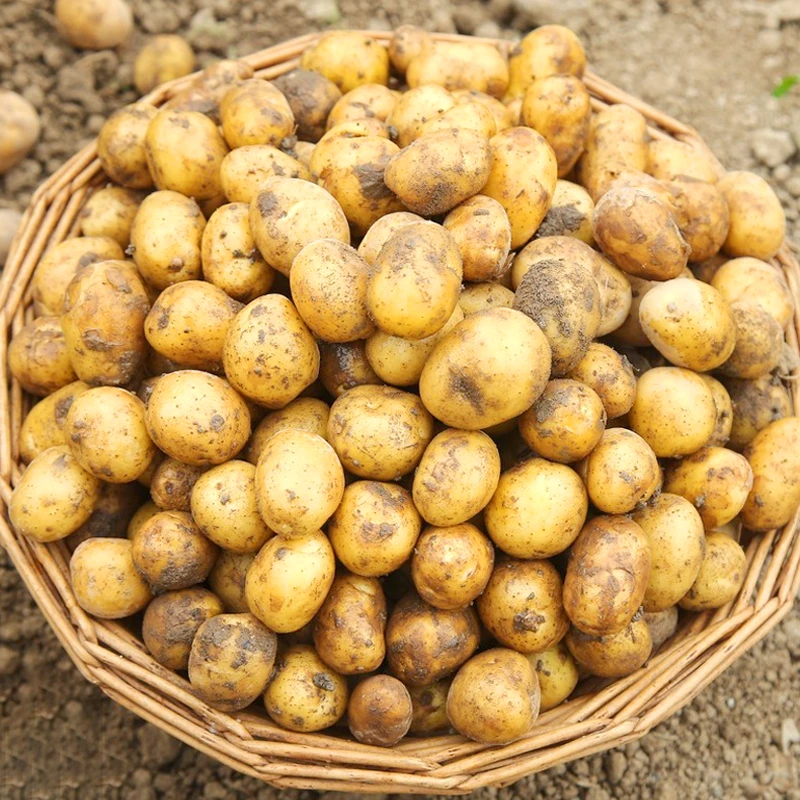 新鲜恩施小土豆新鲜迷你湖北马铃薯黄心土豆洋芋整箱批发当季蔬菜