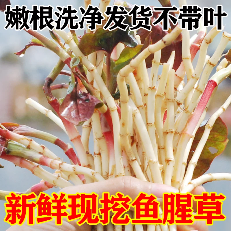 新鲜现摘湖北特产头茬鱼腥草折耳根洗根节节根鲜嫩根现挖凉拌菜