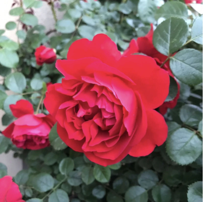 蒂娜90左右高四季开花蔷薇花苗欧月藤本月季爬藤大苗大花玫瑰