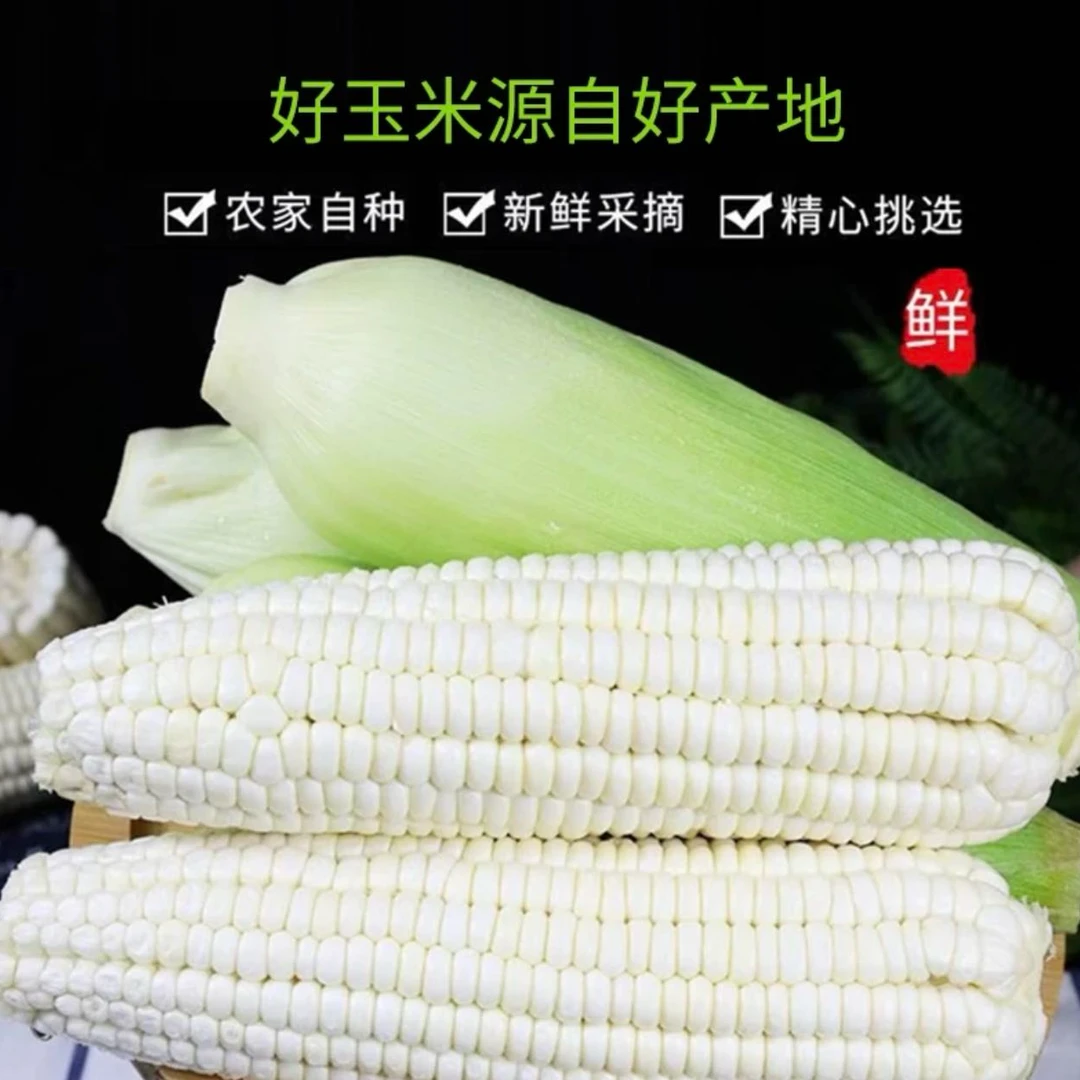 【新疆包邮】白糯玉米鲜食6斤（7根）