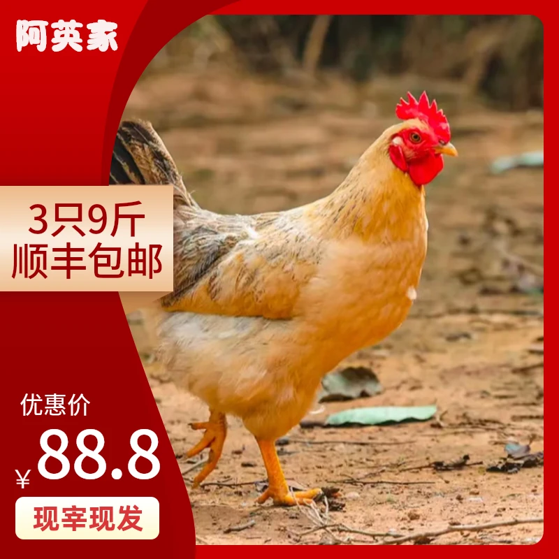 【买一发三】到手3只毛重9斤净重6斤 农家散养黄油土老母鸡现宰现杀